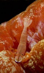 Periclimenes imperator on Spanish Dancer,sulawesi,nikon d70 by Marco Wannenmacher 